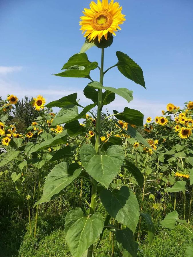 Ruralna Kuca Za Odmor Pozojova Hiza - Rural Holiday House Lopatinec Екстериор снимка