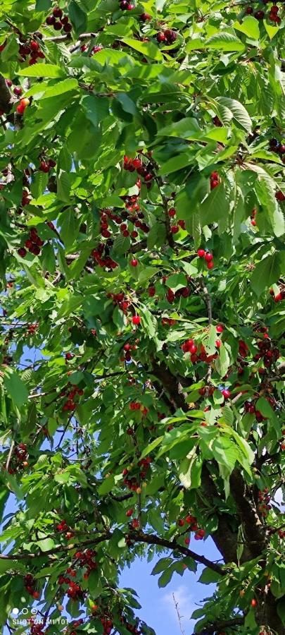 Ruralna Kuca Za Odmor Pozojova Hiza - Rural Holiday House Lopatinec Екстериор снимка